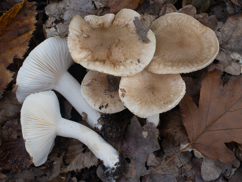 Hygrophorus arbustivus